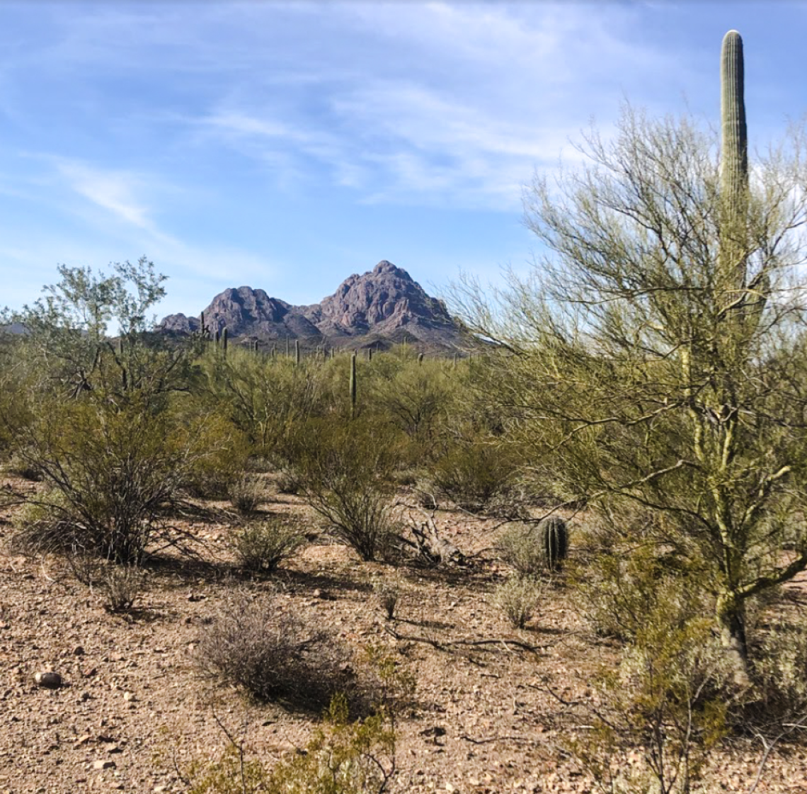 Ironwood Forest National Monument landscape photo with a mountain in the background