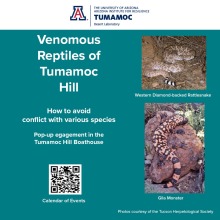 Learn about the various species of venomous reptiles that live on Tumamoc Hill with Desert Laboratory Community Outreach Assistant and President of the Tucson Herpetological Society Robert A. Villa.  Located at the Tumamoc Hill Boathouse at the base of the hill. 