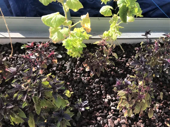 Hydroponic-grown basil and cucumbers at Awareness Ranch