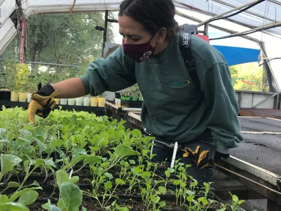 Earth Grant student Madison Goforth inspecting plants and soil.