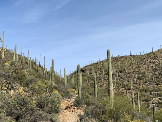 Saguaros on a mountainside with a clear blue sky overhead