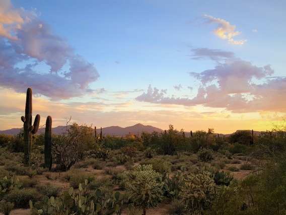 A saguaro cactus backed by an Arizona sunset
