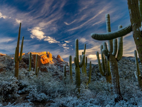 Saguaro cactuses covered in snow