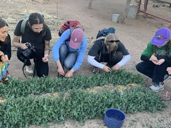 Liverman Scholars harvesting peas at the community garden, spring 2022.