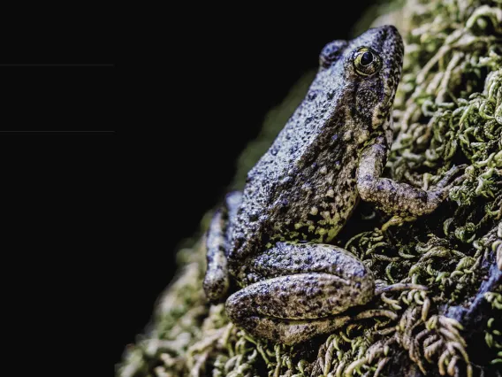 An adult foothill yellow-legged frog at Robbers Ravine in Colfax, CA.