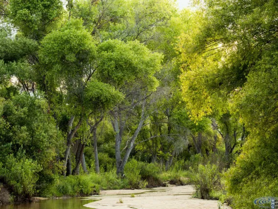 Tanque Verde Creek