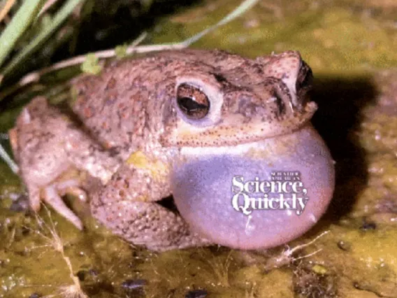 A frog with the production title, Science Quickly.