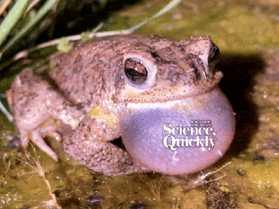 A frog with the production title, Science Quickly.