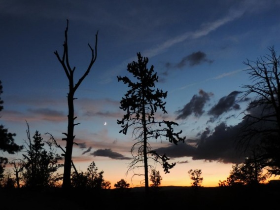 Ponderosa trees at twilight
