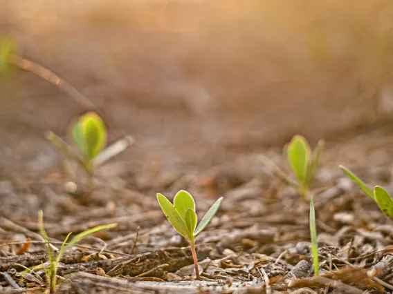 Green sprouts pushing up through soil in sunlight.