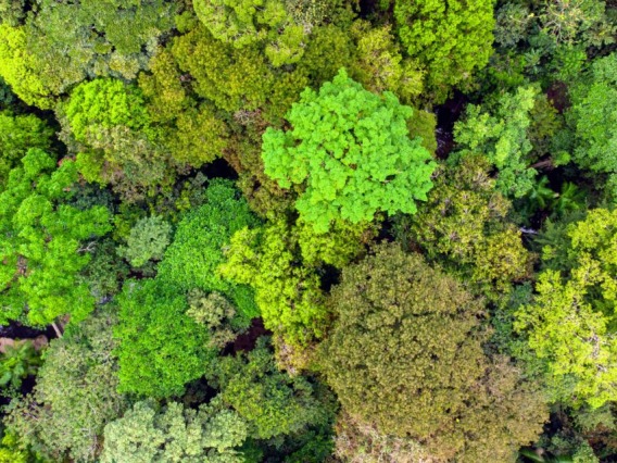 A view of green treetops looking down from above.