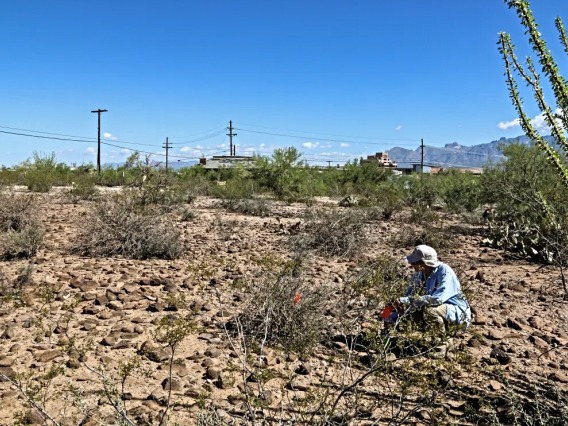 A person squats in the desert looking at plants on brown soil, with power lines in the distance under a blue sky.