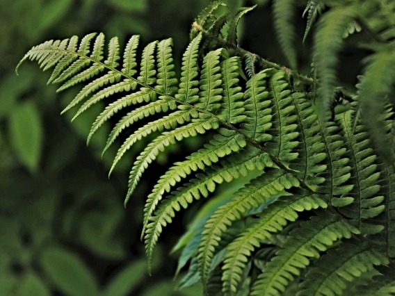 A closeup of a fern leaf.