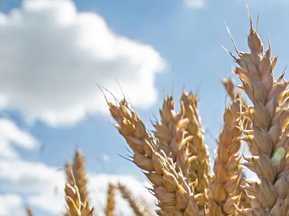 Dry corn under a blue sky.