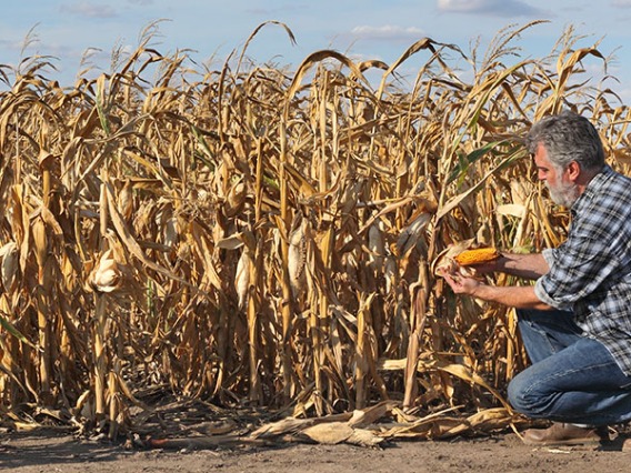 A man kneels and examines a ripe ear of corn by a cornfield.