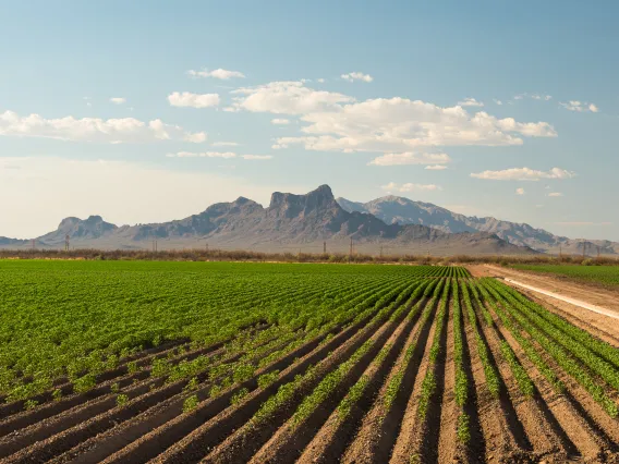 A field of crops with desert mountains in the distance.