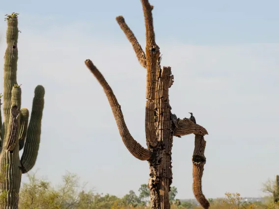 Two saguaro cacti are framed by a blue sky.