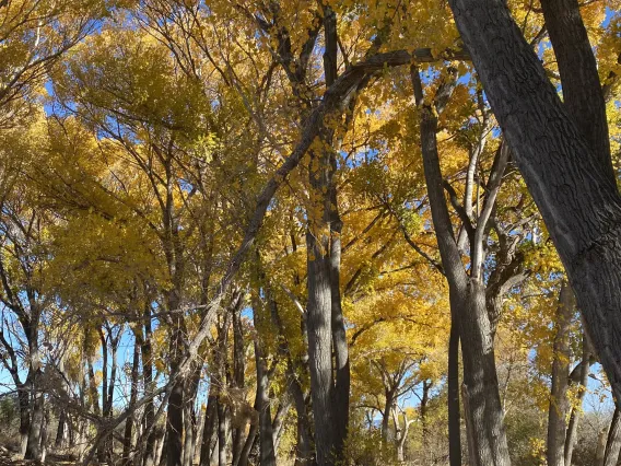 Cottonwood trees with yellow leaves.