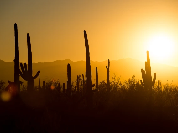 Saguaro cacti in the foreground with mountains in the background and a hot yellow sun.