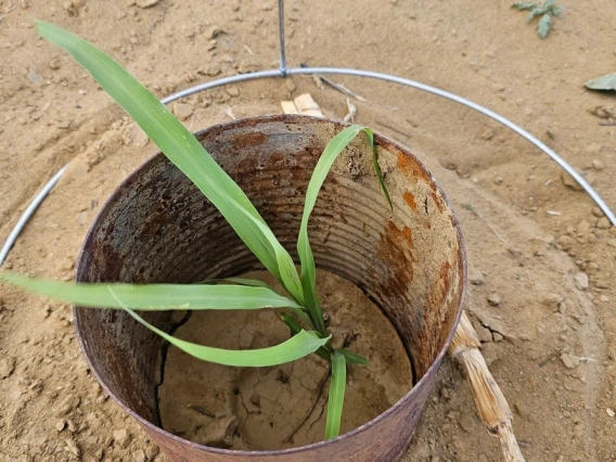 A young corn plant grows inside the protection of an old can.