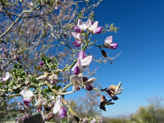 A bird investigates a flowering tree under a blue sky.