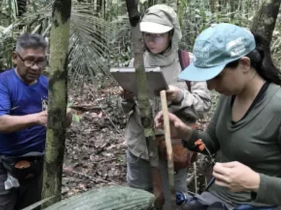 People studying a tree in the rainforest.