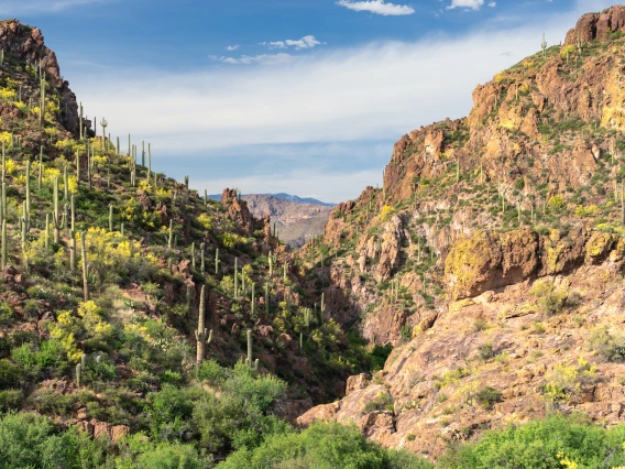 A canyon in the desert with blooming foliage.