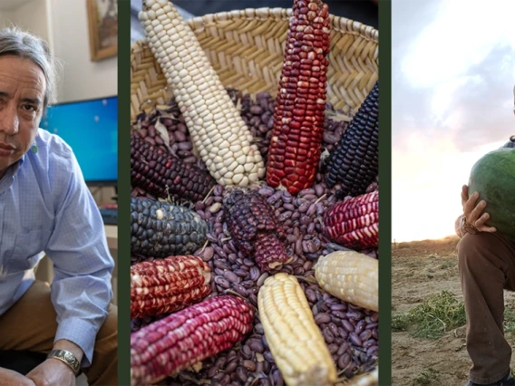 Michael Kotutwa Johnson divides his time between Tucson (left: in his ENR2 office) and his family home on Hopi land in northeastern Arizona (right). His passion is revitalizing the American Indian food system, which revolves around indigenous maize (center).