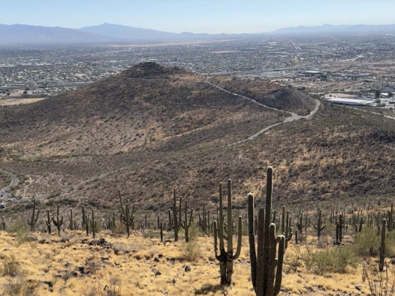 A view of saguaros on the side of Tumamoc Hill, with A Mountain in the background, and a hazy blue sky.