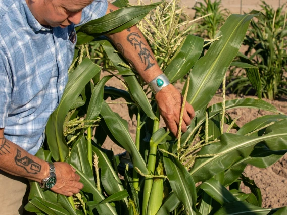 Michael Kotutwa Johnson's corn research field planted with heritage seed, requiring only 6-10 inches of rainfall to grow. The corn is approximately 5ft tall compared to typical U.S. corn which is 8-10ft tall.