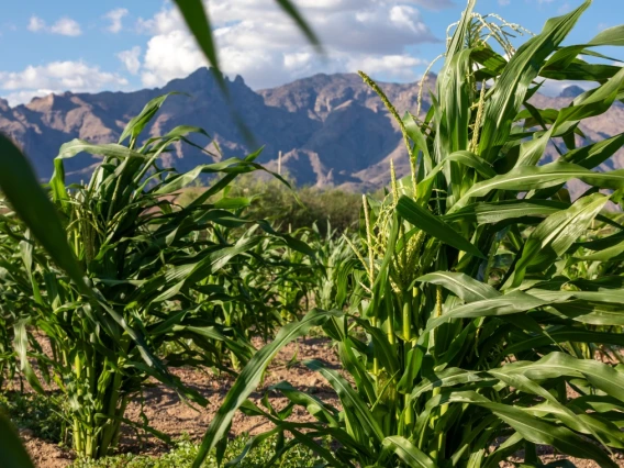 Michael Kotutwa Johnson's corn research field planted with heritage seed, requiring only 6-10 inches of rainfall to grow. The corn is approximately 5ft tall compared to typical U.S. corn which is 8-10ft tall.