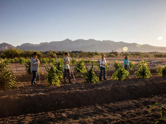 Kotutwa and team at research plot in Tucson. Hopi corn grows short, which helps it resist strong winds and facilitates harvesting.