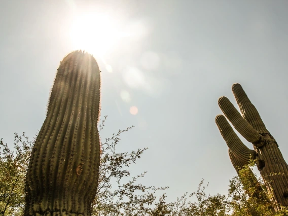 Saguaro cactus mid-afternoon in the sun.