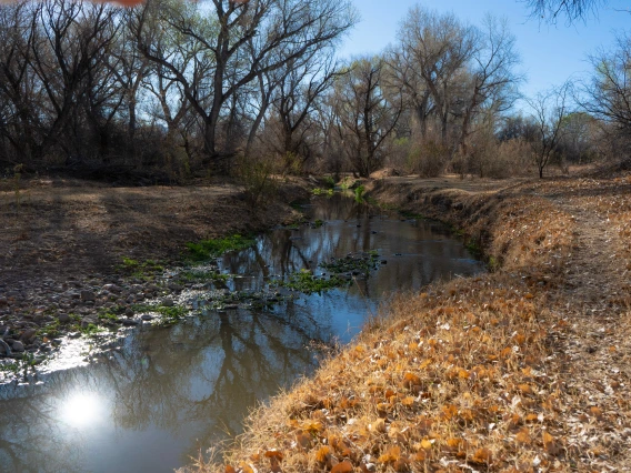 A small river flowing through dry lands underneath some trees.