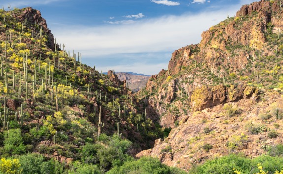 Sonoran Desert mountain valley