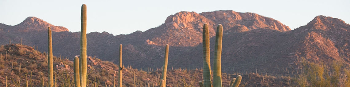 Saguaros and other desert cacti and shrubs on the slope of a mountain range. The sun is softly hitting the land and the plants from the right.