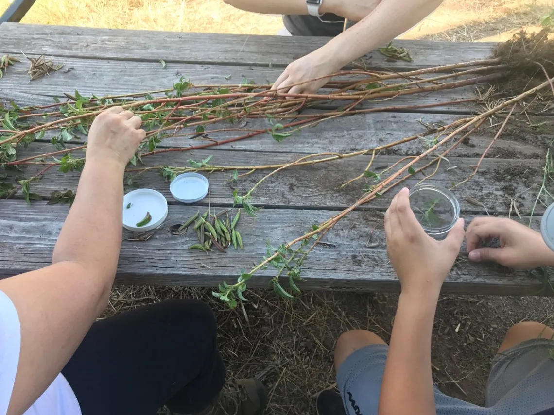 Garden volunteers sitting at a picnic table sorting and saving molokhia seeds.