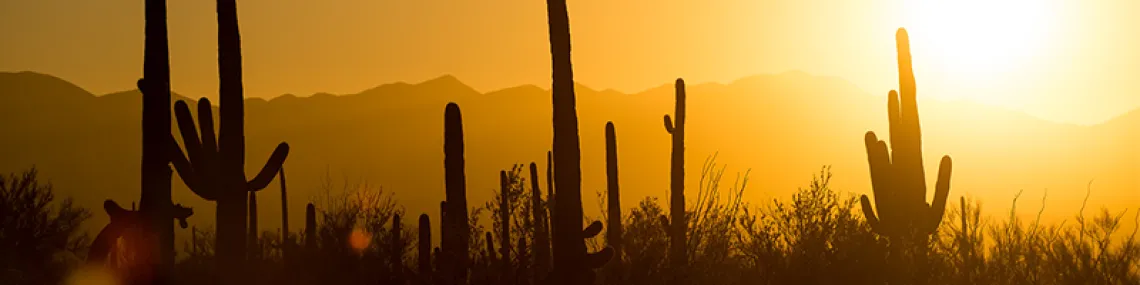 saguaros against an orange sky with the mountain range in the distance.