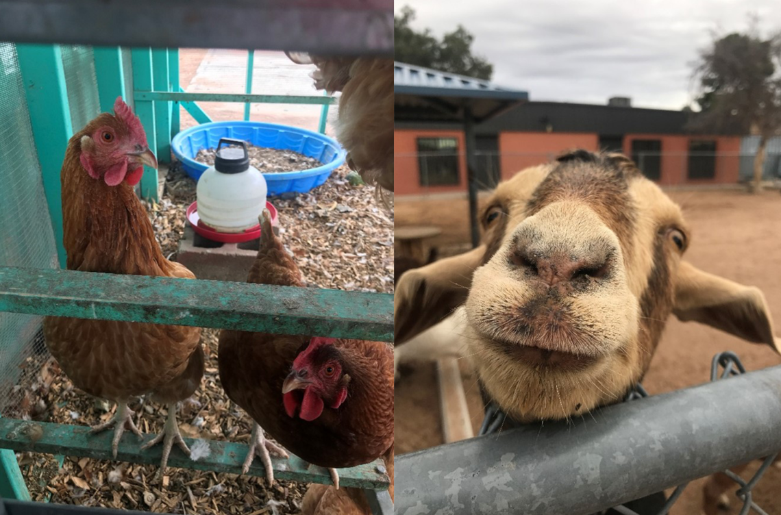 2 images, left is of a chicken, right is of a goat, both taken at Midtown Farm.