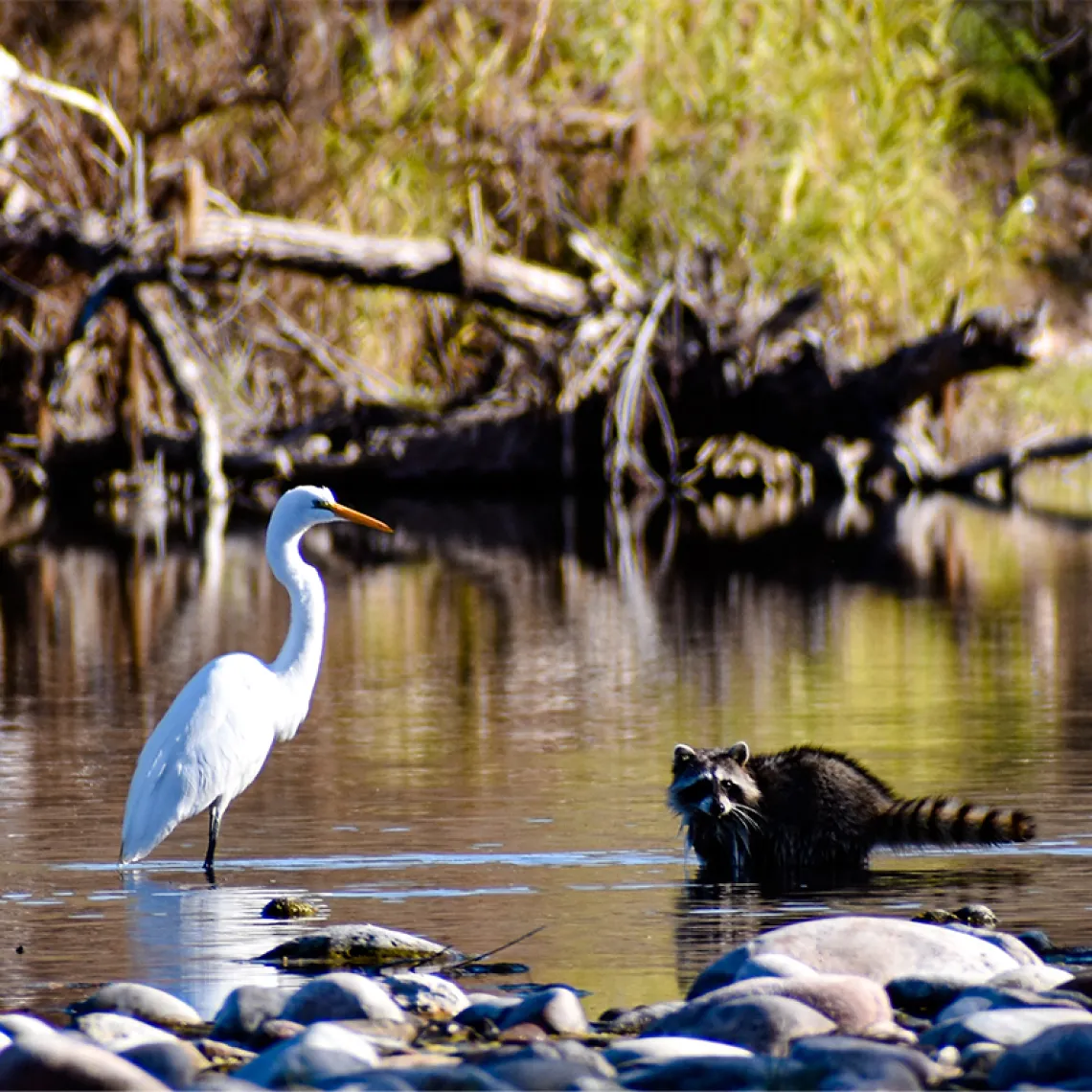 A crane and a racoon in a creek