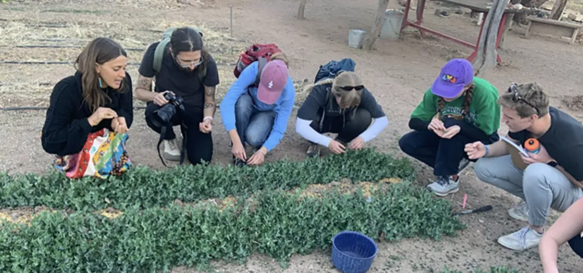 Liverman Scholars harvesting peas at the community garden, spring 2022.