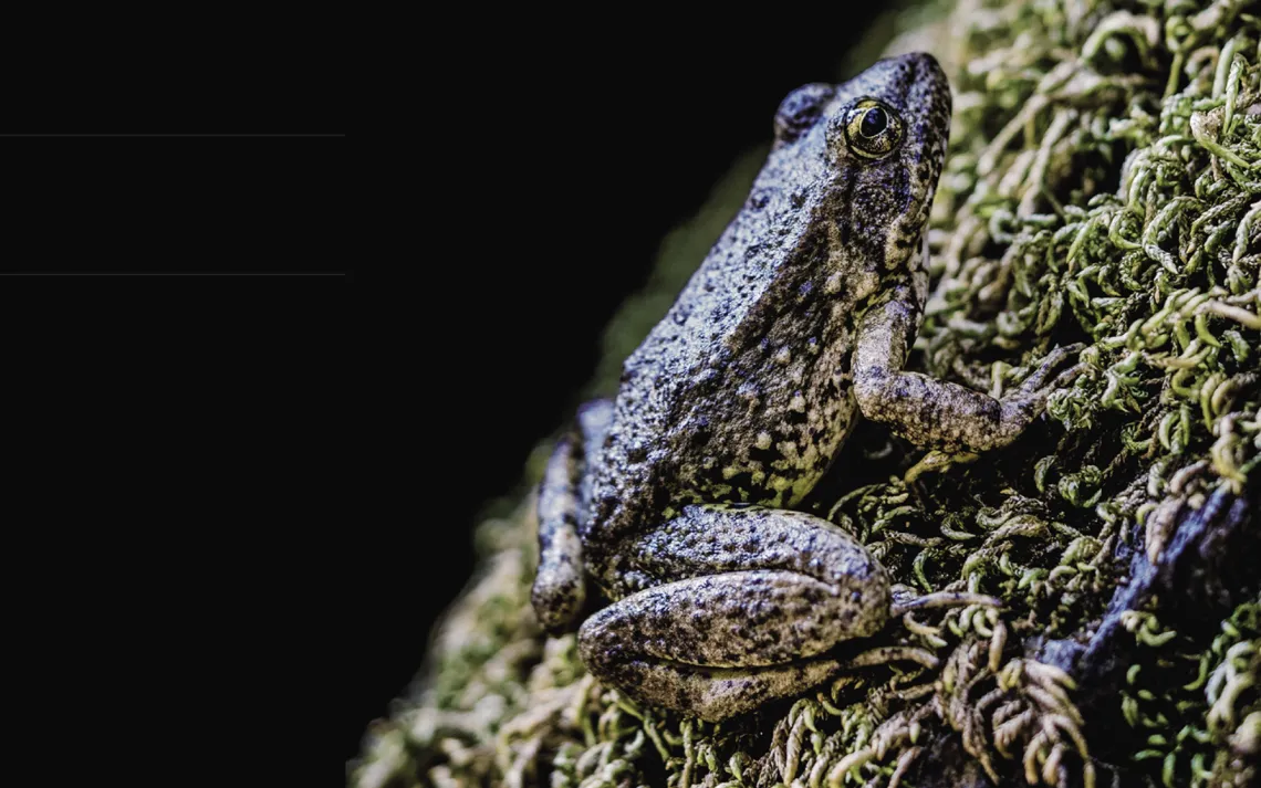 An adult foothill yellow-legged frog at Robbers Ravine in Colfax, CA.