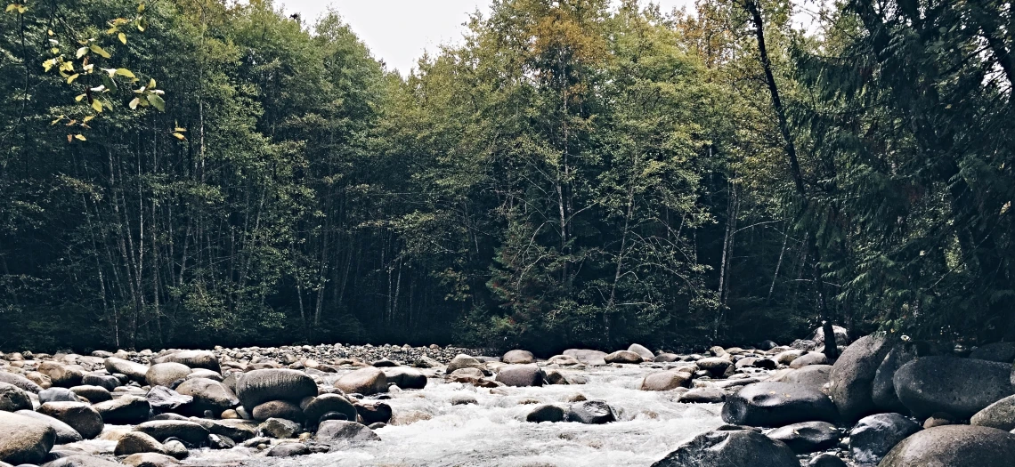 A river in a forest.