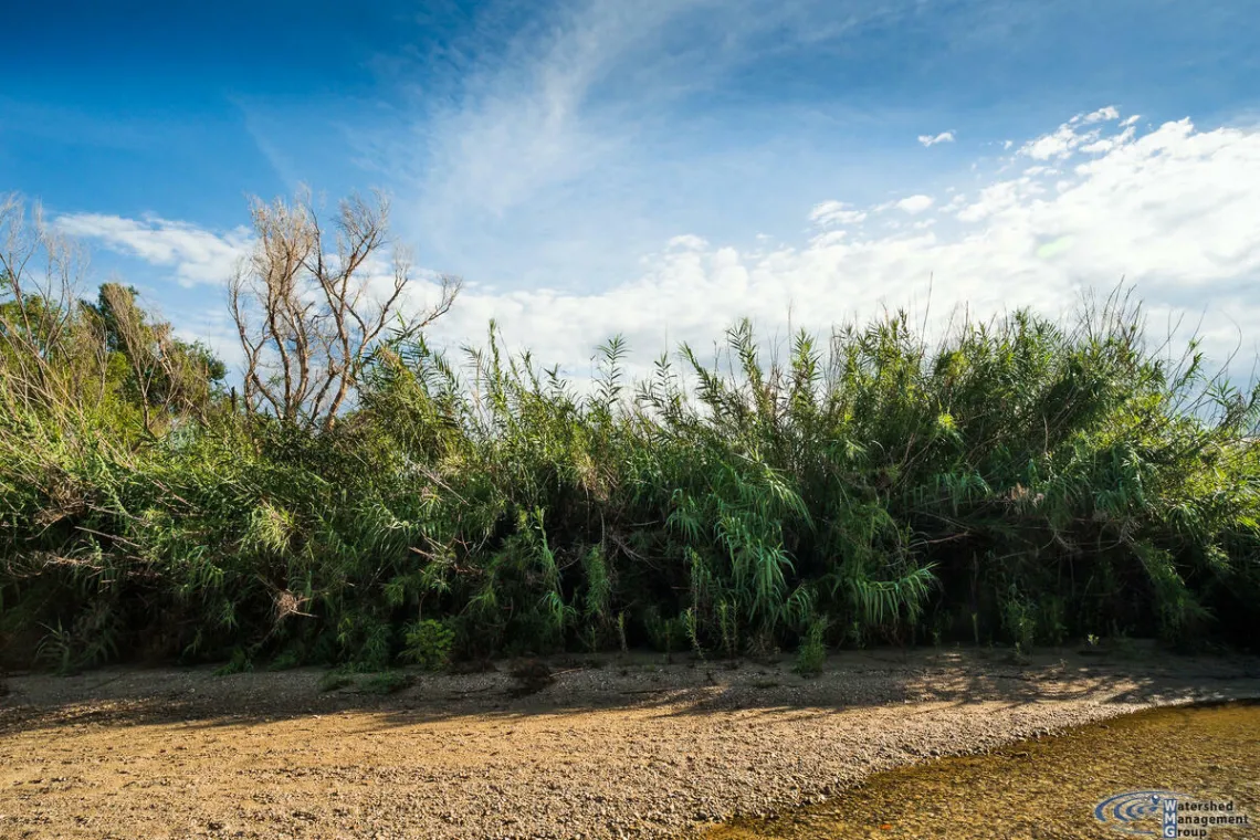 Arundo near the Tanque Verde Creek