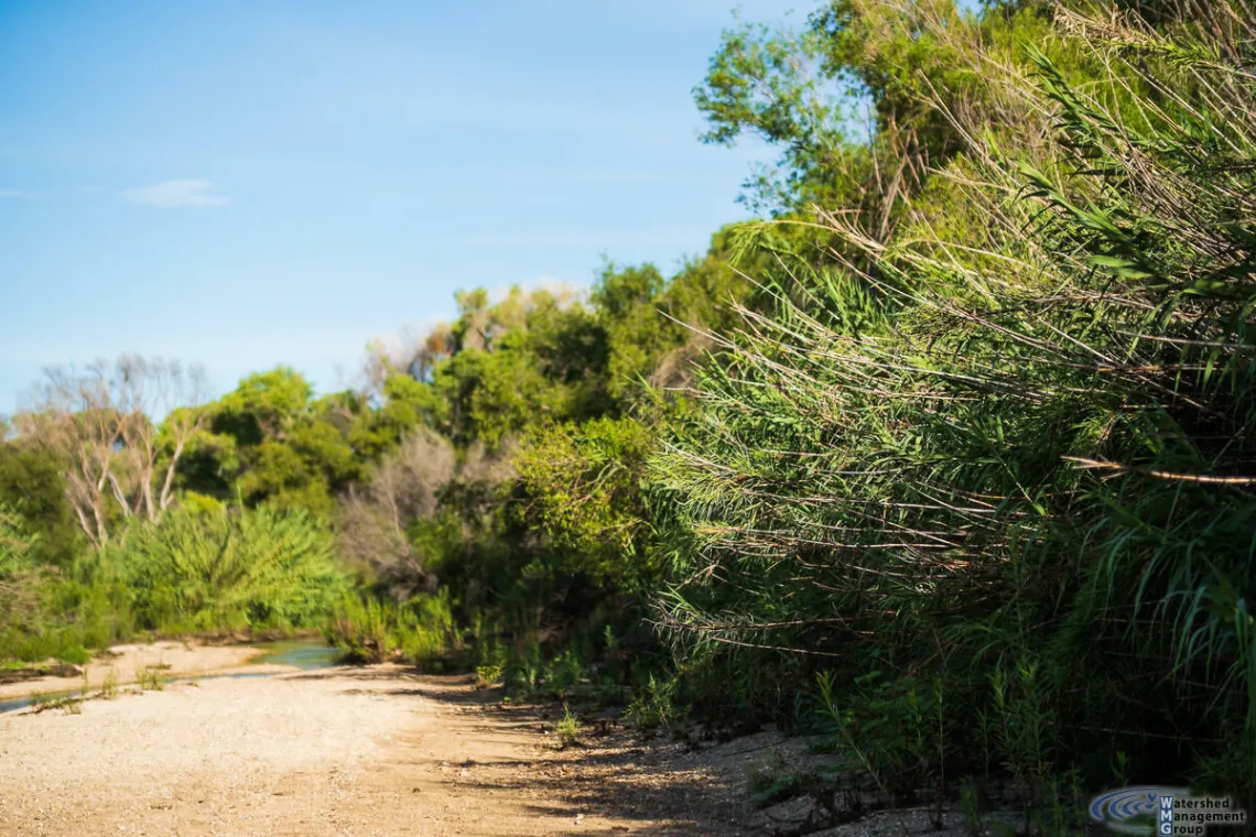Arundo near the Tanque Verde Creek