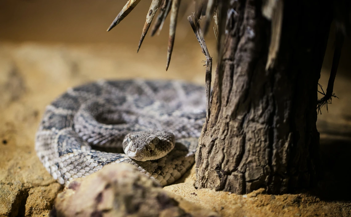 A rattle snake under a cactus.