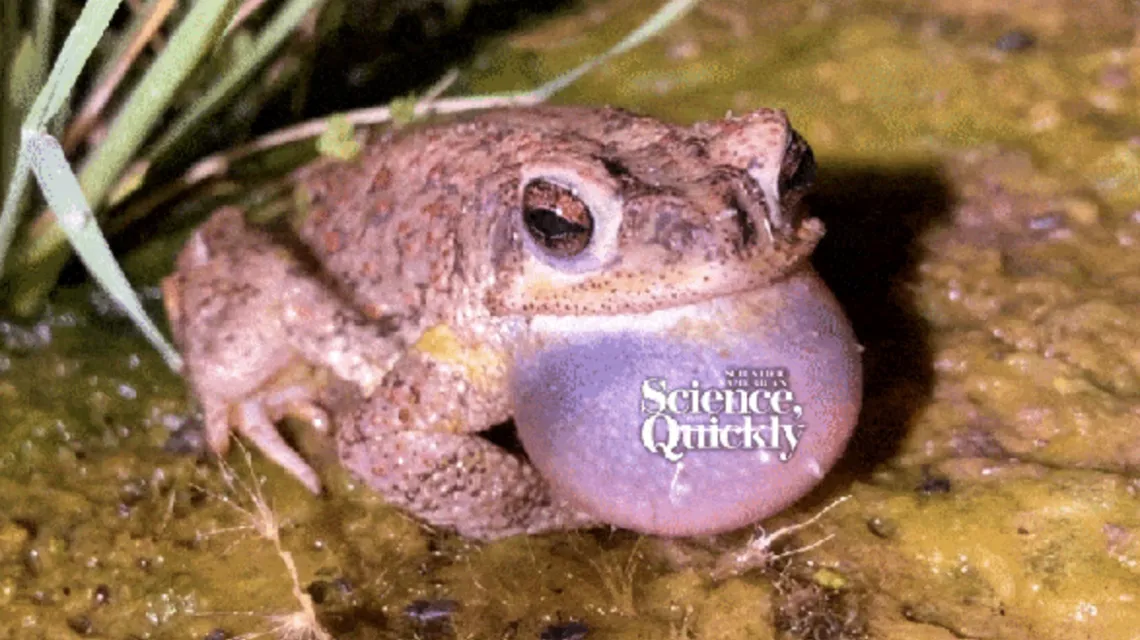 A frog with the production title, Science Quickly.