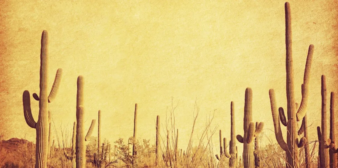 A saguaro forest with a yellow image filter.