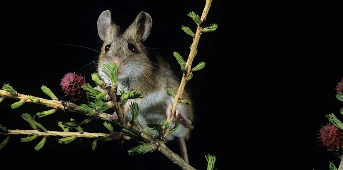 A mouse on a plant with a black background.