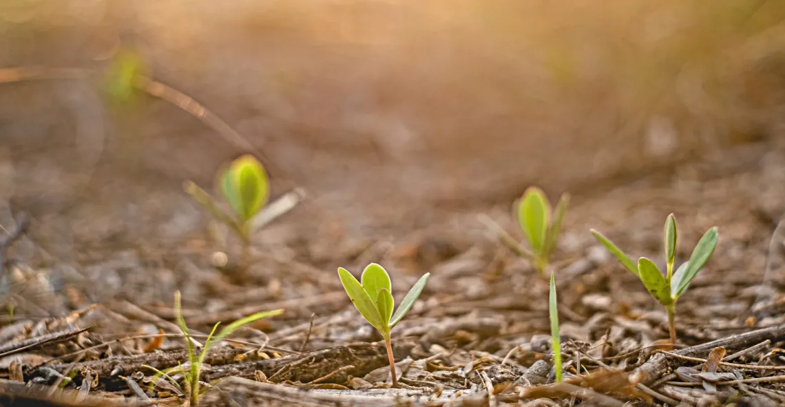 Green sprouts pushing up through soil in sunlight.